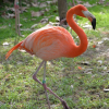 Activité ZOO DE MARTINIQUE