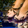 FISH & ESTHETIQUE