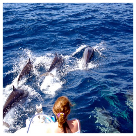 DAUPHINS MARTINIQUE
